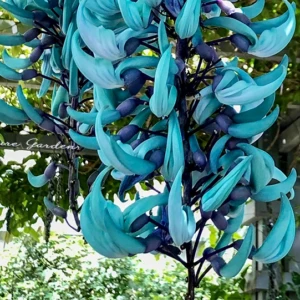 ヒスイカズラ（翡翠葛）｜宝石のような青緑色の花が魅力の熱帯のつる植物