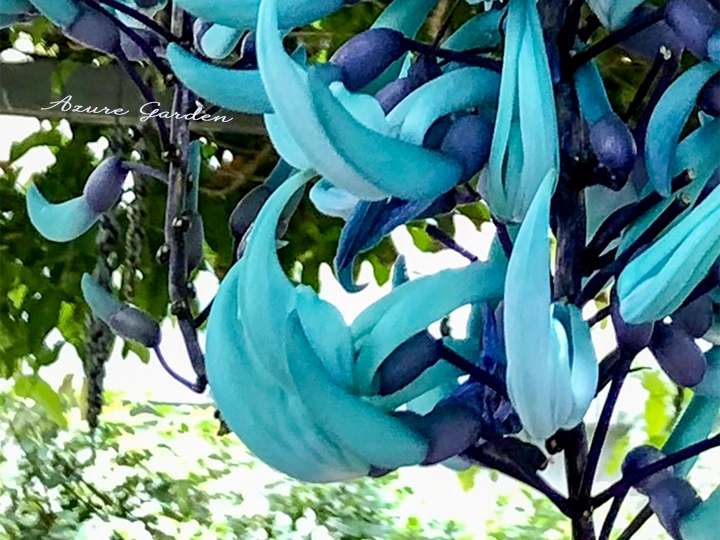 湾曲の形をしたヒスイカズラの花