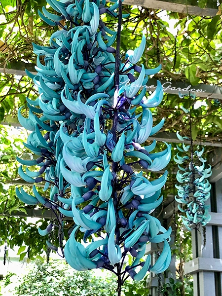 青緑色の花を咲かせるヒスイカズラ