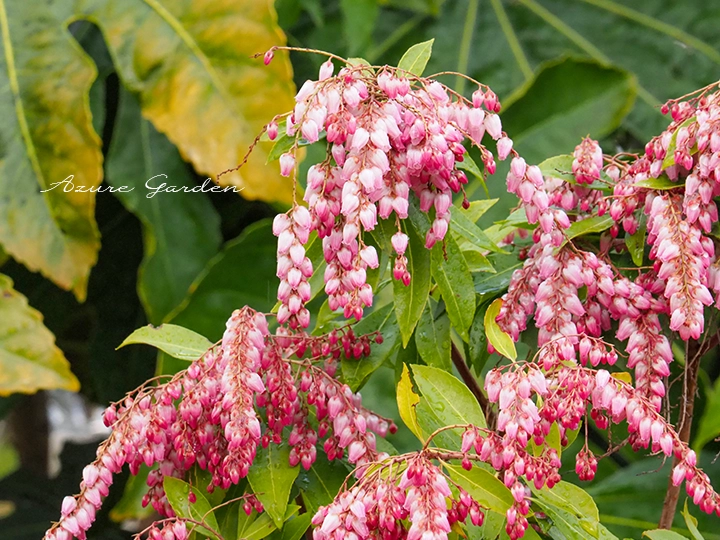 ピンク色の花を咲かせるアケボノアセビ（曙馬酔木）