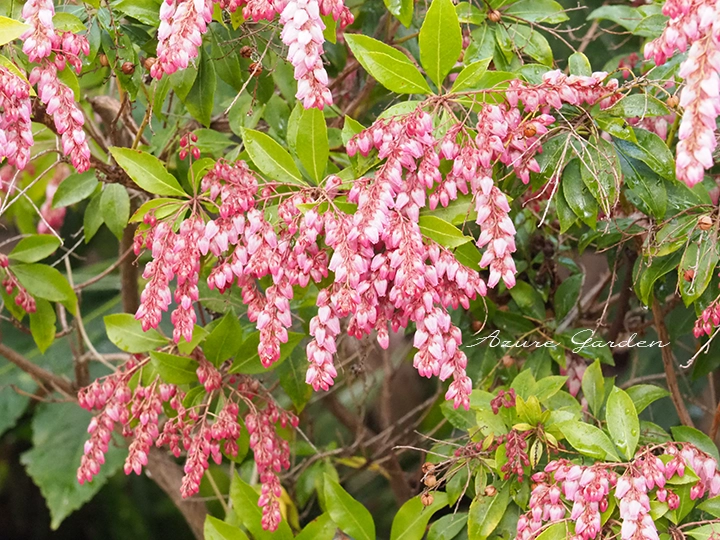 房状に咲く淡いピンク色のアケボノアセビの花