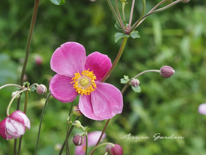 シュウメイギク(秋明菊)- Japanese anemone