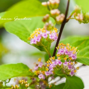 ムラサキシキブ（紫式部）｜初夏の花と秋の実が楽しめる花木