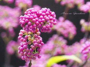 ムラサキシキブの実