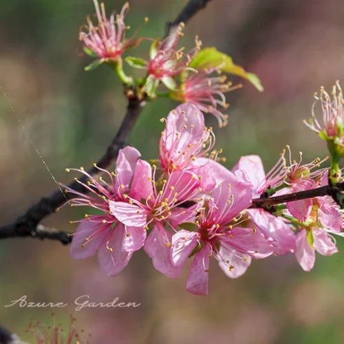 ニワウメ（庭梅）- Japanese Bush Cherry