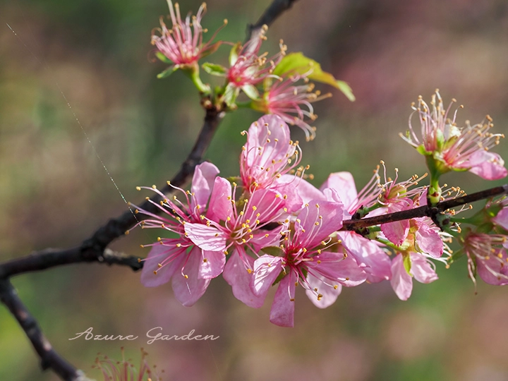 ニワウメ(庭梅)- Japanese Bush Cherry