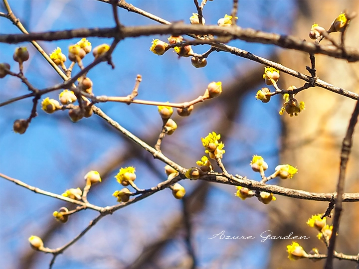 2月中旬に咲き始めたサンシュユ（山茱萸）の黄色い花