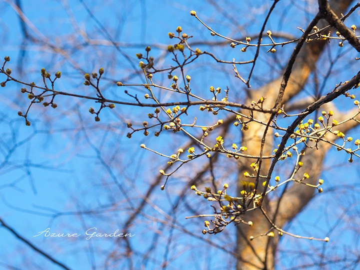 2月中旬に咲き始めたサンシュユ（山茱萸）の枝と黄色い花