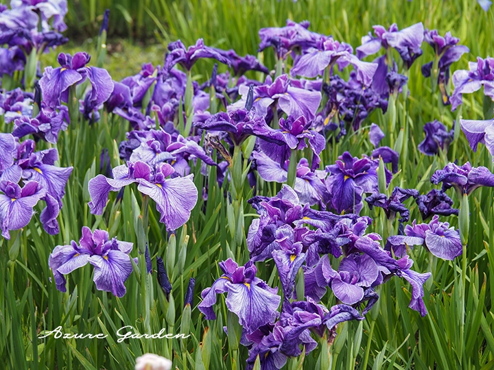 花菖蒲園で咲くさまざまな品種のハナショウブ