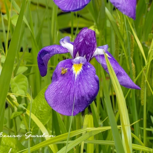 ハナショウブ（花菖蒲）