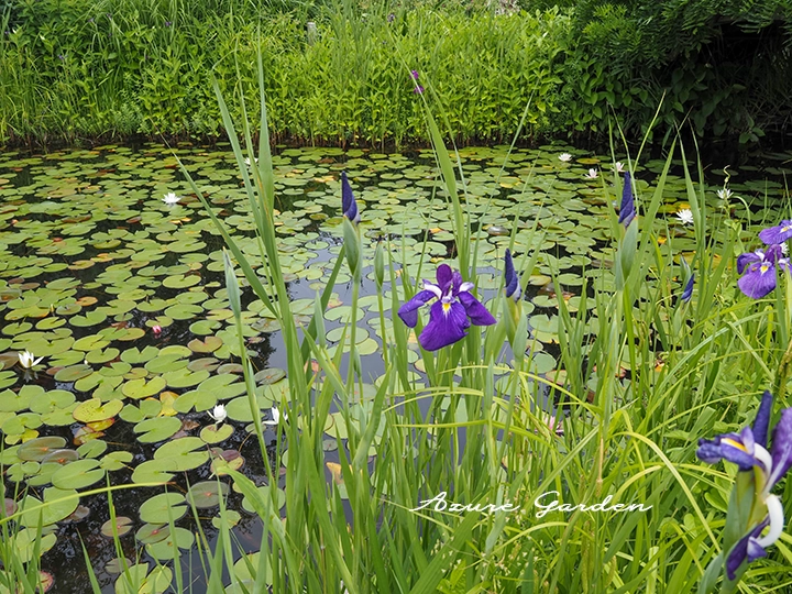 細長い葉を伸ばし湿地で咲くハナショウブ