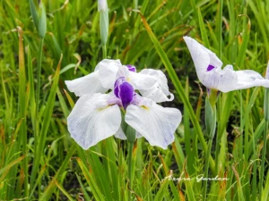 白い花を咲かせるハナショウブ
