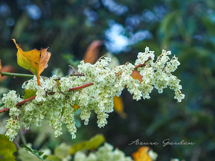 イタドリ（Japanese knotweed）