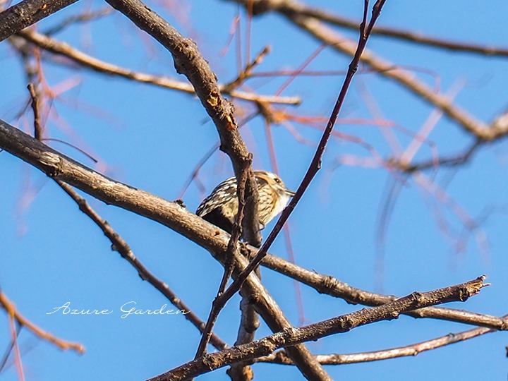 コゲラ（Japanese pigmy woodpecker）