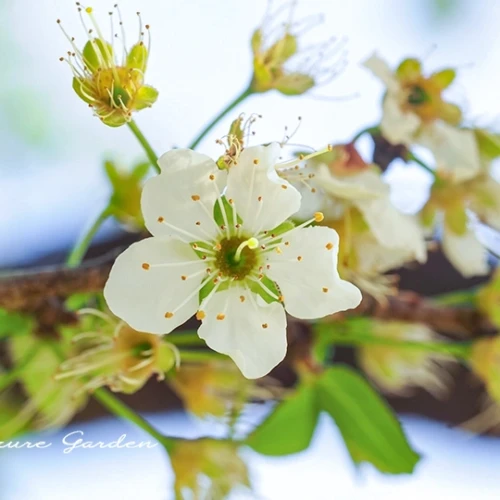 スモモ（酢桃）- Japanese Plum