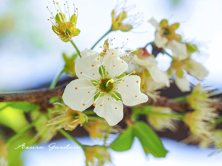 スモモ（酢桃）- Japanese Plum