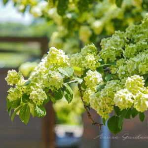 オオデマリ（大手毬）｜春に咲く手まりのような花と特徴