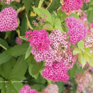 シモツケ（下野）｜小さな花を枝先に咲かせる初夏の花木