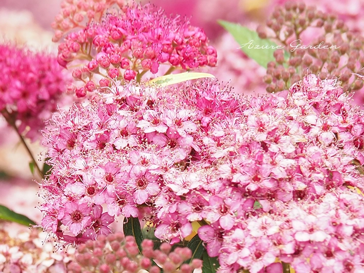 ピンク色の小花が集まって咲くシモツケ。5枚の花びらと多数の雄しべが見える