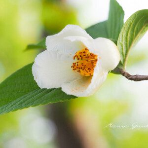 【植物に学ぶ日本文化】千利休が好んで生けた花 – ナツツバキ（夏椿）