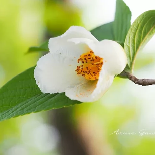ナツツバキ（夏椿）- Japanese Stewartia