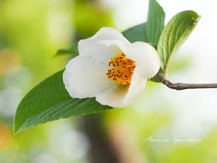 ナツツバキ(夏椿)- Japanese Stewartia