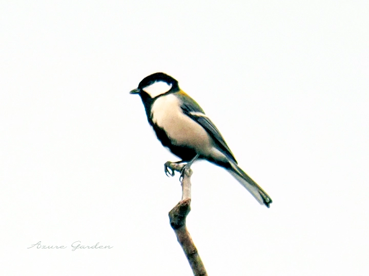 シジュウカラ（横）