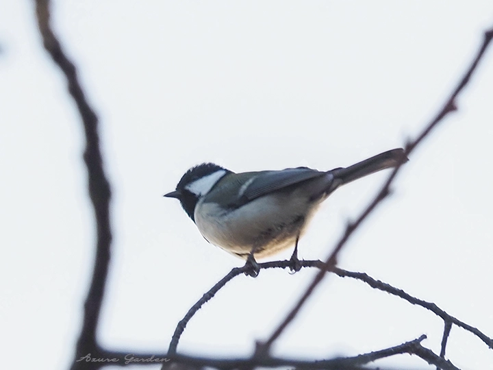 近くのまだ咲かないソメイヨシノに止まるシジュウカラ