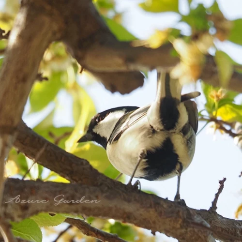 シジュウカラ - Japanese Tit
