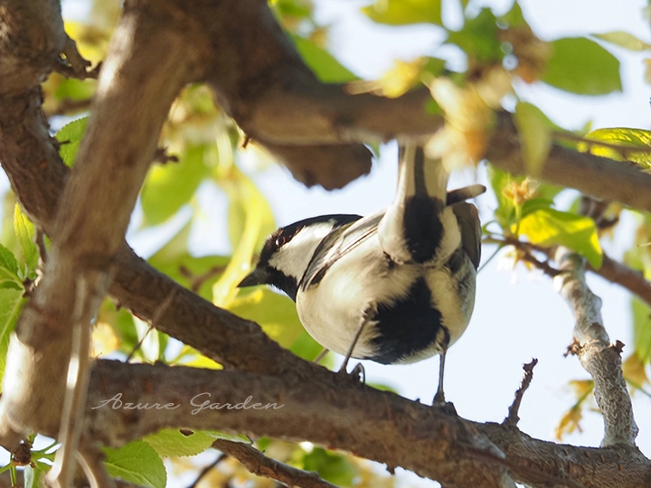 シジュウカラ - Japanese Tit