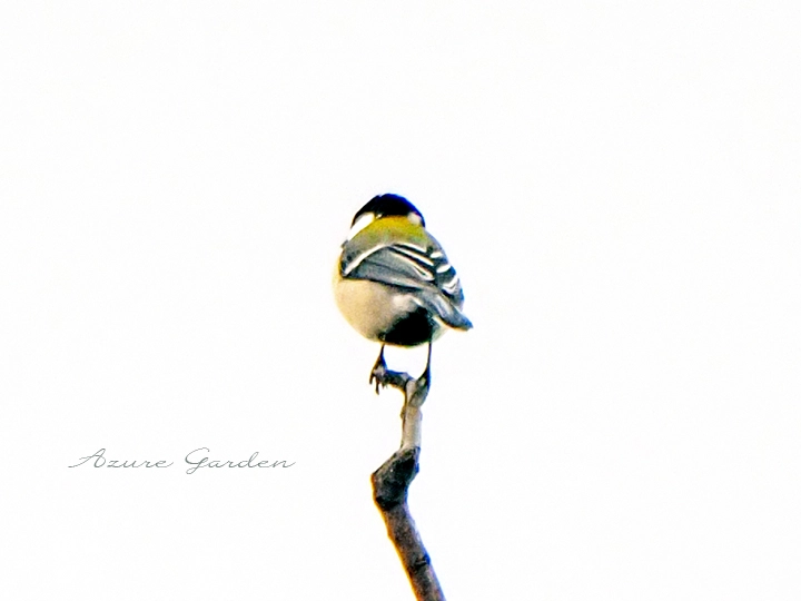 シジュウカラ（後ろ）