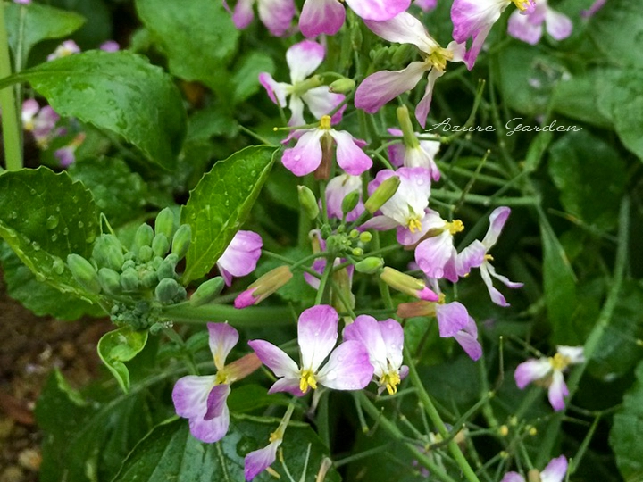 淡い紫色の花とつぼみをつけたハマダイコン