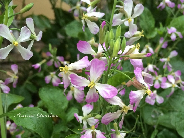 4枚の花びらを十字形に開くハマダイコンの花
