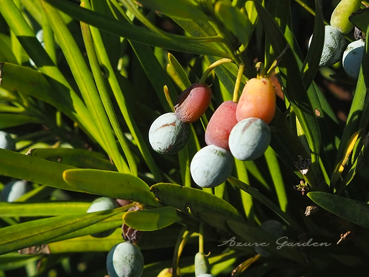 イヌマキの実（Japanese yew podocarps）