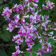 ハギ（萩）- Japanese Clover