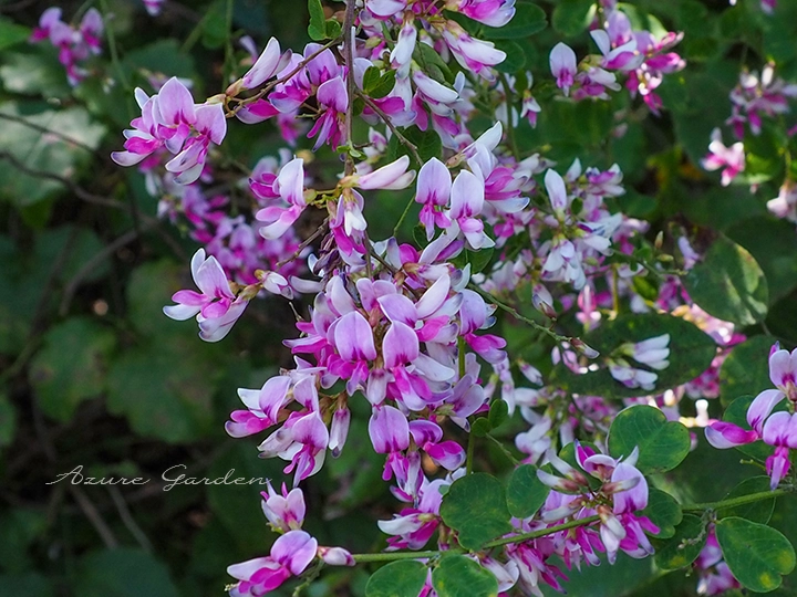 ハギ（萩）- Japanese Clover