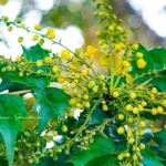 ヒイラギナンテン（柊南天）