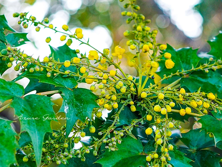 ヒイラギナンテン（柊南天）の花