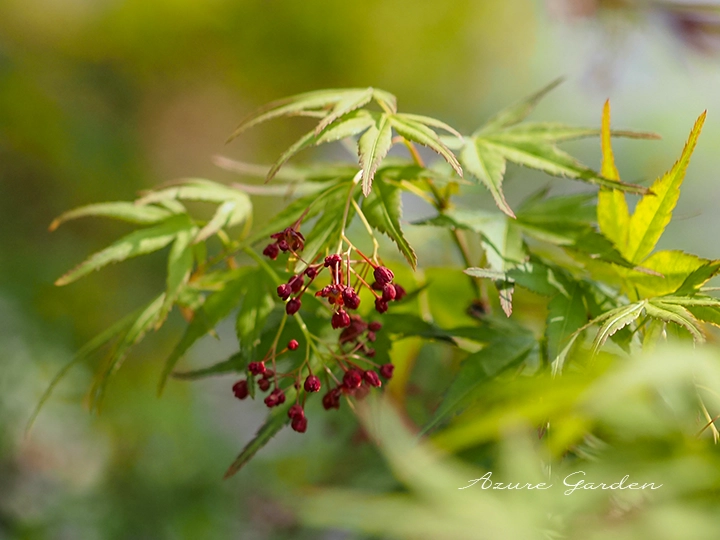 イロハモミジ(以呂波紅葉)の花