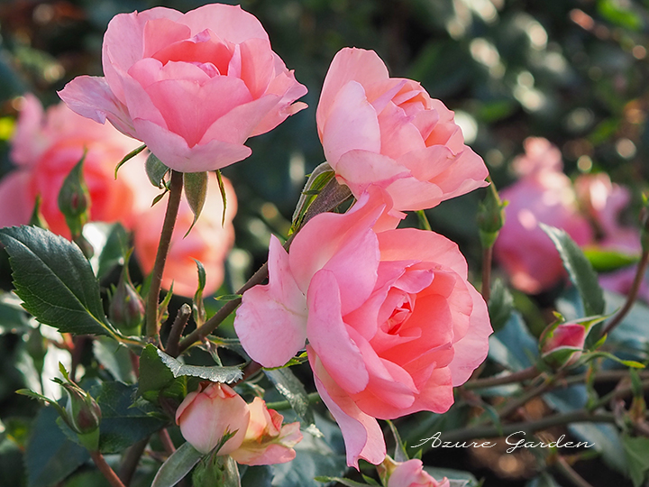 ジャルダン ドゥ フランス（Jardins de France）