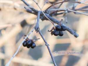 シロヤマブキの実(白山吹)-White kerria