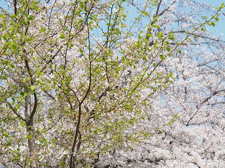 葉桜になったジンダイアケボノ(手前)と見ごろを迎えたソメイヨシノ(奥)大阪市内