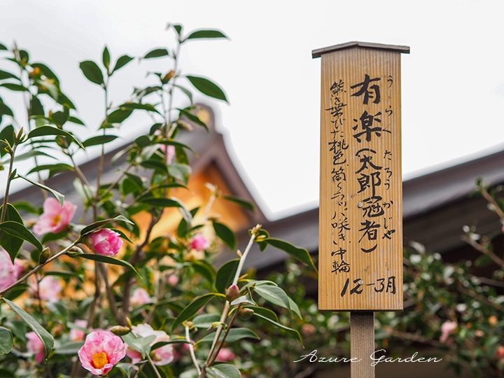 椿の樹名板