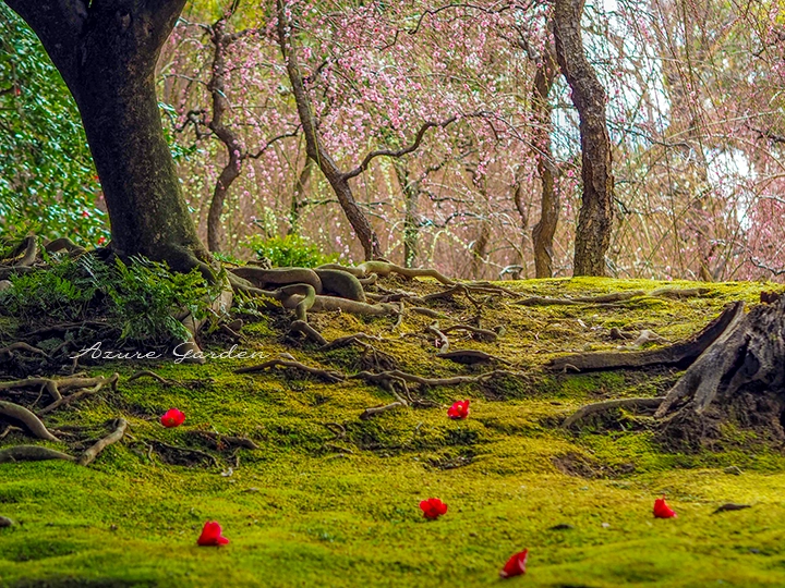 梅の花と椿の落花が重なる風景