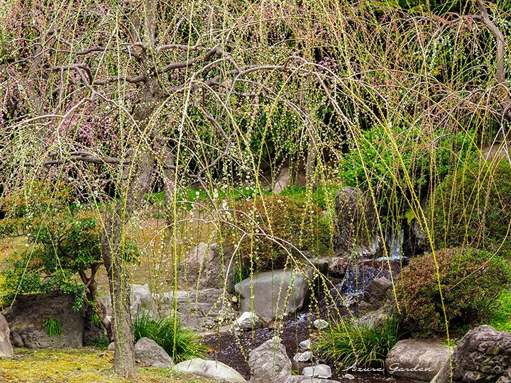 春の山に咲くしだれ梅
