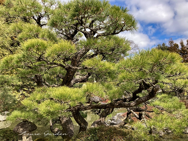 城南宮のクロマツ（黒松）