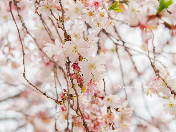 ジュウガツザクラ（十月桜）