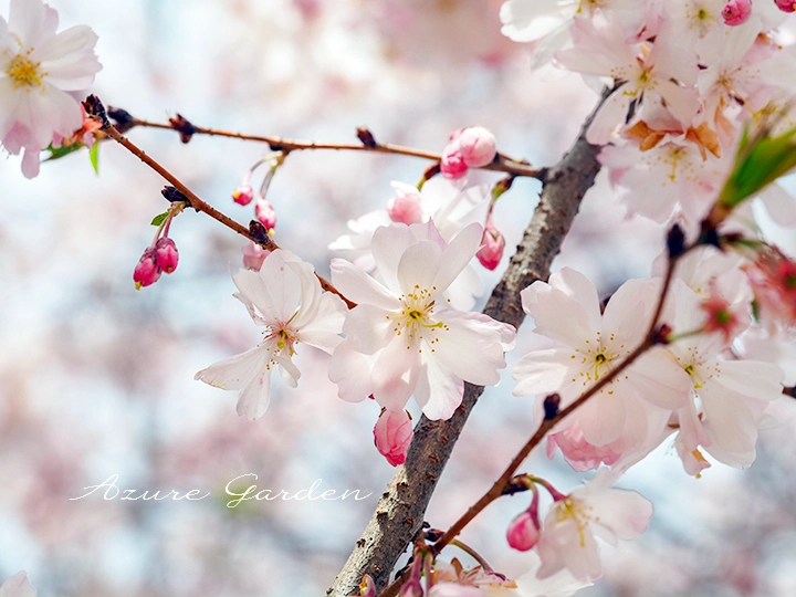 ジュウガツザクラ（十月桜）