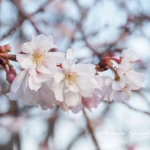 ジュウガツザクラ（十月桜）