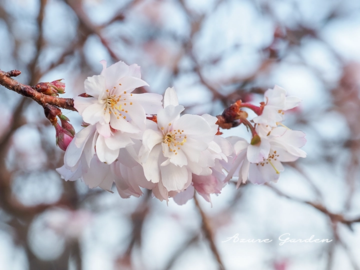 ジュウガツザクラ（十月桜）- 2026.1.18　大阪市にて